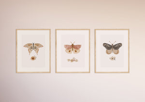 Vintage butterflies